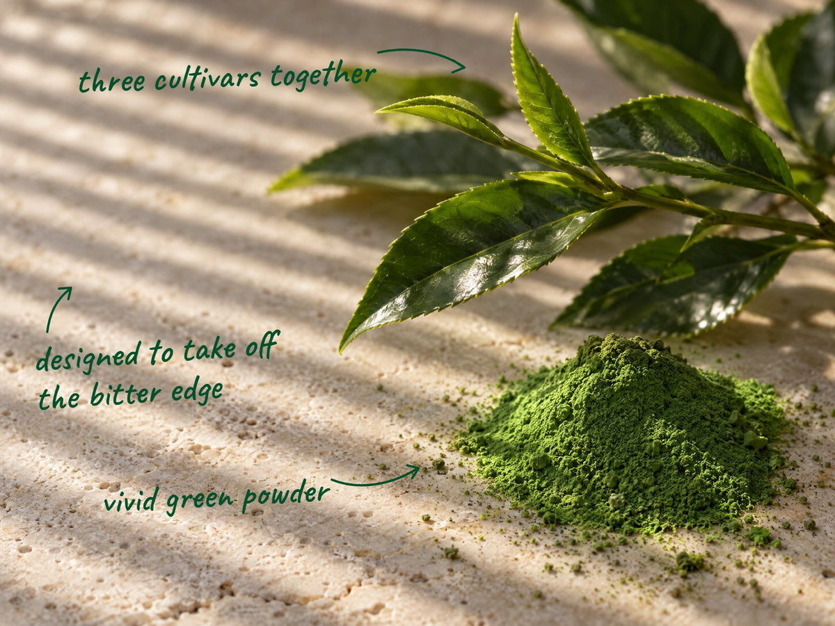 Fresh tea leaves on warm stone under stripes of shade light, beside a small mound of vivid green matcha powder, with handwritten notes: designed to take off the bitter edge, three cultivars together, vivid green powder